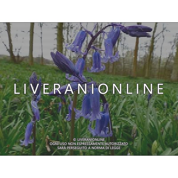 Early Bluebells out in the woods at The old Henley Road Oxfordshire England ©photoshot/AGENZIA ALDO LIVERANI SAS - ITALY ONLY - Campanule di bosco nei pressi della vecchia strada Henley Oxfordshire in Inghilterra