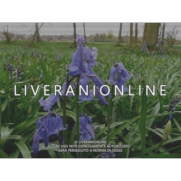 Early Bluebells out in the woods at The old Henley Road Oxfordshire England ©photoshot/AGENZIA ALDO LIVERANI SAS - ITALY ONLY - Campanule di bosco nei pressi della vecchia strada Henley Oxfordshire in Inghilterra