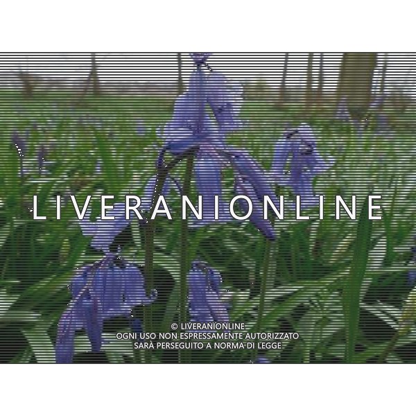 Early Bluebells out in the woods at The old Henley Road Oxfordshire England ©photoshot/AGENZIA ALDO LIVERANI SAS - ITALY ONLY - Campanule di bosco nei pressi della vecchia strada Henley Oxfordshire in Inghilterra