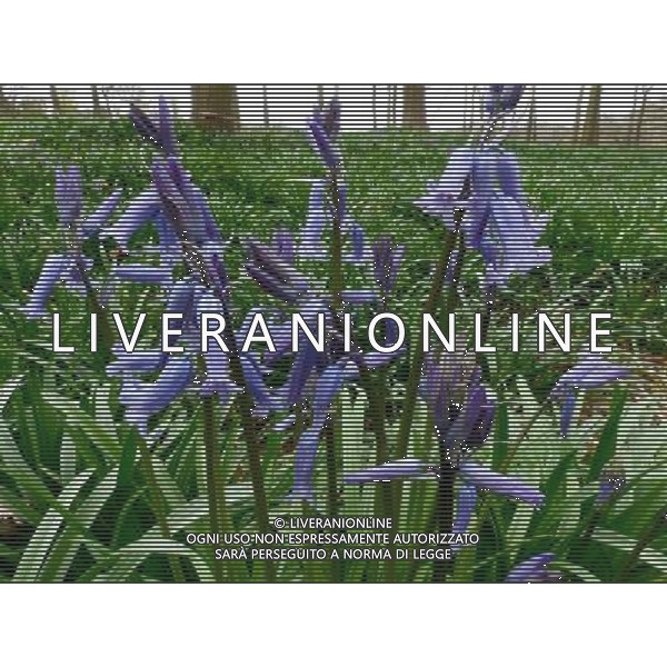 Early Bluebells out in the woods at The old Henley Road Oxfordshire England ©photoshot/AGENZIA ALDO LIVERANI SAS - ITALY ONLY - Campanule di bosco nei pressi della vecchia strada Henley Oxfordshire in Inghilterra