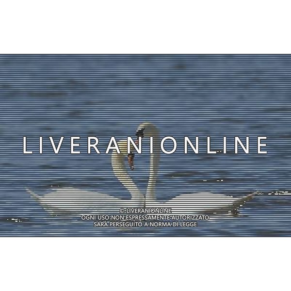 (140408) -- HOHHOT, April 8, 2014 () -- Mute swans swim in the Wuliangsuhai fresh lake, north China\'s Inner Mongolia Autonomous Region, April 5, 2014. Mute swans were well protected in Wuliangsuhai fresh lake during their breeding season and the its number has reached 600 couples now. (/Li Yunping) (zkr) ©PHOTOSHOT/AGENZIA ALDO LIVERANI SAS - ITALY ONLY - EDITORIAL USE ONLY - CIGNI