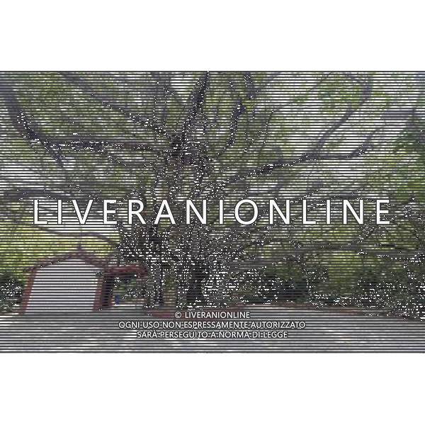 (140422) -- PINGTUNG, April 22, 2014 () -- Photo taken on April 21, 2014 shows 100-year-old banyan tree in Liouciou Township in Pingtung County, southeast China\'s Taiwan. Liouciou township, which locates 8-9 nautical miles away from the Taiwan Island, has an area of 6.8 square meters. (/Huang Xiaoyong) (lfj) ©photoshot/AGENZIA ALDO LIVERANI SAS - ITALY ONLY - Vedute della citta\' portuale di Liouciou, a sud est della Cina a 8-9 miglia nautiche dall\'isola di Taiwan, ha una superficie di 6,8 metri quadrati 22 aprile 2014