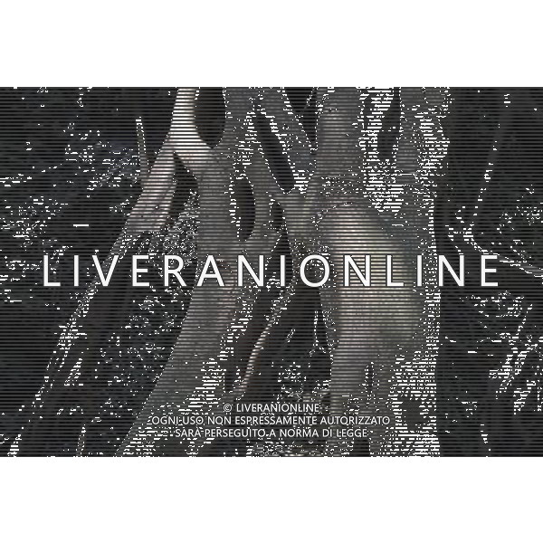 (140422) -- PINGTUNG, April 22, 2014 () -- Photo taken on April 21, 2014 shows a banyan tree in Liouciou Township in Pingtung County, southeast China\'s Taiwan. Liouciou township, which locates 8-9 nautical miles away from the Taiwan Island, has an area of 6.8 square meters. (/Huang Xiaoyong) (lfj) ©photoshot/AGENZIA ALDO LIVERANI SAS - ITALY ONLY - Vedute della citta\' portuale di Liouciou, a sud est della Cina a 8-9 miglia nautiche dall\'isola di Taiwan, ha una superficie di 6,8 metri quadrati 22 aprile 2014