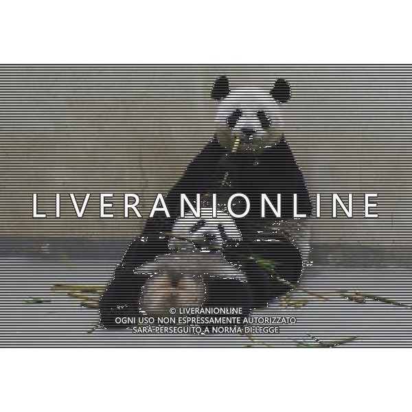 (140425) -- TAIPEI, April 25, 2014 () -- Giant panda cub Yuan Zai eats bamboo shoots in the arms of her mother Yuan Yuan at Taipei Zoo, southeast China\'s Taiwan, April 24, 2014. (/Taipei Zoo) (lfj) ©PHOTOSHOT/AGENZIA ALDO LIVERANI SAS - ITALY ONLY - EDITORIAL USE ONLY - Un cucciolo di panda gigante impara a mangiare germogli di bambu\' sotto la guida della madre allo Zoo di Taipei, sud-est della Cina Taiwan, 24 aprile 2014.