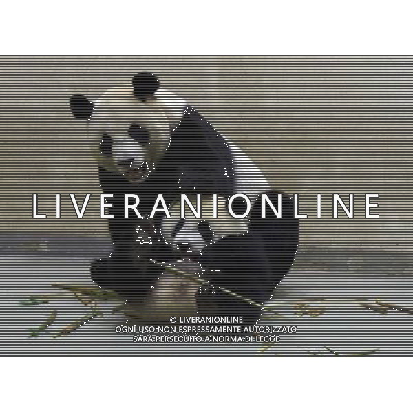 (140425) -- TAIPEI, April 25, 2014 () -- Giant panda cub Yuan Zai learns to eat bamboo shoots under guidance of her mother Yuan Yuan at Taipei Zoo, southeast China\'s Taiwan, April 24, 2014. (/Taipei Zoo) (lfj) ©PHOTOSHOT/AGENZIA ALDO LIVERANI SAS - ITALY ONLY - EDITORIAL USE ONLY - Un cucciolo di panda gigante impara a mangiare germogli di bambu\' sotto la guida della madre allo Zoo di Taipei, sud-est della Cina Taiwan, 24 aprile 2014.