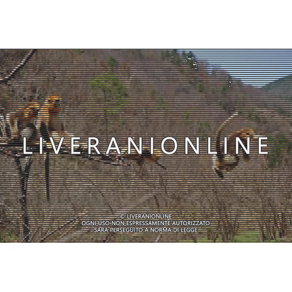 (140427) -- SHENNONGJIA, April 27, 2014 () -- Photo taken on April 27, 2014 shows a group of golden monkeys at Dalongtan Golden Monkey Research Center in Shennongjia, central China\'s Hubei Province. The Shennongjia Nature Reserve is home to the rare golden monkeys, which is on the verge of extinction and was first spotted in Shennongjia in the 1960s. The amount of golden monkeys in Shennongjia right now has doubled since the 1980s because of better environmental protection. (/Du Huaju) (zgp) - La Riserva Naturale di Shennongjia ospita le scimmie dorate rare, sull\'orlo dell\'estinzione al Dalongtan Golden Monkey Research Center, Cina centrale Hubei .
