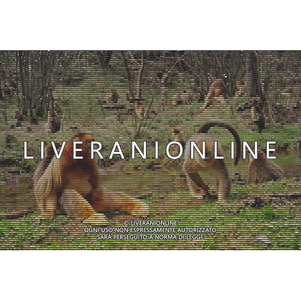 (140427) -- SHENNONGJIA, April 27, 2014 () -- Photo taken on April 27, 2014 shows a group of golden monkeys at Dalongtan Golden Monkey Research Center in Shennongjia, central China\'s Hubei Province. The Shennongjia Nature Reserve is home to the rare golden monkeys, which is on the verge of extinction and was first spotted in Shennongjia in the 1960s. The amount of golden monkeys in Shennongjia right now has doubled since the 1980s because of better environmental protection. (/Du Huaju) (zgp) - La Riserva Naturale di Shennongjia ospita le scimmie dorate rare, sull\'orlo dell\'estinzione al Dalongtan Golden Monkey Research Center, Cina centrale Hubei .