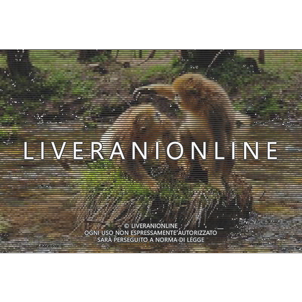 (140427) -- SHENNONGJIA, April 27, 2014 () -- Photo taken on April 27, 2014 shows two golden monkeys at Dalongtan Golden Monkey Research Center in Shennongjia, central China\'s Hubei Province. The Shennongjia Nature Reserve is home to the rare golden monkeys, which is on the verge of extinction and was first spotted in Shennongjia in the 1960s. The amount of golden monkeys in Shennongjia right now has doubled since the 1980s because of better environmental protection. (/Du Huaju) (zgp) - La Riserva Naturale di Shennongjia ospita le scimmie dorate rare, sull\'orlo dell\'estinzione al Dalongtan Golden Monkey Research Center, Cina centrale Hubei .