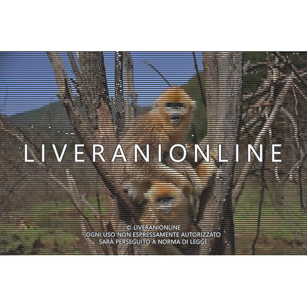 (140427) -- SHENNONGJIA, April 27, 2014 () -- Photo taken on April 27, 2014 shows two golden monkeys at Dalongtan Golden Monkey Research Center in Shennongjia, central China\'s Hubei Province. The Shennongjia Nature Reserve is home to the rare golden monkeys, which is on the verge of extinction and was first spotted in Shennongjia in the 1960s. The amount of golden monkeys in Shennongjia right now has doubled since the 1980s because of better environmental protection. (/Du Huaju) (zgp) - La Riserva Naturale di Shennongjia ospita le scimmie dorate rare, sull\'orlo dell\'estinzione al Dalongtan Golden Monkey Research Center, Cina centrale Hubei .