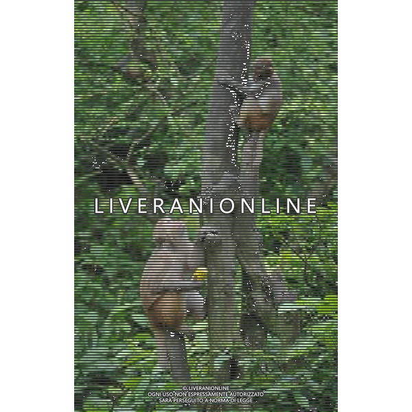 (140502) -- LONG\'AN(GUANGXI), May 2, 2014 () -- Wild monkeys are seen in the Longhu Mountain Nature Reserve, south China\'s Guangxi Zhuang Autonomous Region, May 2, 2014. The reserve covers an area of 1,000 hectares, with about 3,000 wild monkeys living in it. (/Lu Boan) (wf) ©PHOTOSHOT/AGENZIA ALDO LIVERANI SAS - ITALY ONLY - EDITORIAL USE ONLY - Scimmie selvatiche nella Riserva Naturale Monte Longhu, regione autonoma del Guangxi Zhuang sud della Cina, 2 maggio 2014.
