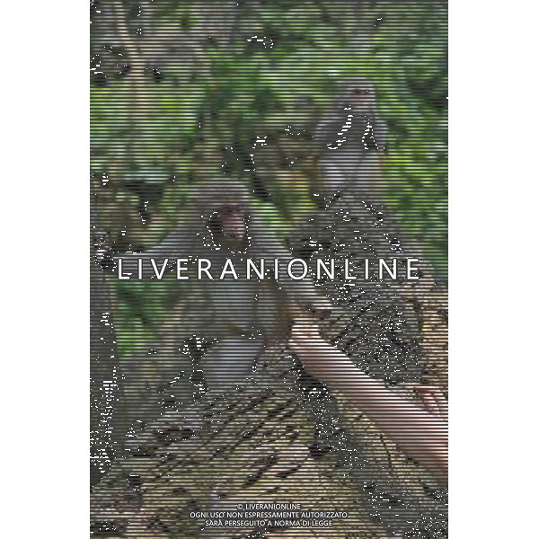 (140502) -- LONG\'AN(GUANGXI), May 2, 2014 () -- A tourist feeds a wild monkey in the Longhu Mountain Nature Reserve, south China\'s Guangxi Zhuang Autonomous Region, May 2, 2014. The reserve covers an area of 1,000 hectares, with about 3,000 wild monkeys living in it. (/Lu Boan) (wf) ©PHOTOSHOT/AGENZIA ALDO LIVERANI SAS - ITALY ONLY - EDITORIAL USE ONLY - Scimmie selvatiche nella Riserva Naturale Monte Longhu, regione autonoma del Guangxi Zhuang sud della Cina, 2 maggio 2014.