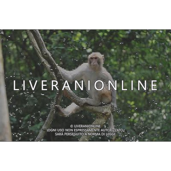 (140502) -- LONG\'AN(GUANGXI), May 2, 2014 () -- A wild monkey is seen in the Longhu Mountain Nature Reserve, south China\'s Guangxi Zhuang Autonomous Region, May 2, 2014. The reserve covers an area of 1,000 hectares, with about 3,000 wild monkeys living in it. (/Lu Boan) (wf) ©PHOTOSHOT/AGENZIA ALDO LIVERANI SAS - ITALY ONLY - EDITORIAL USE ONLY - Scimmie selvatiche nella Riserva Naturale Monte Longhu, regione autonoma del Guangxi Zhuang sud della Cina, 2 maggio 2014.