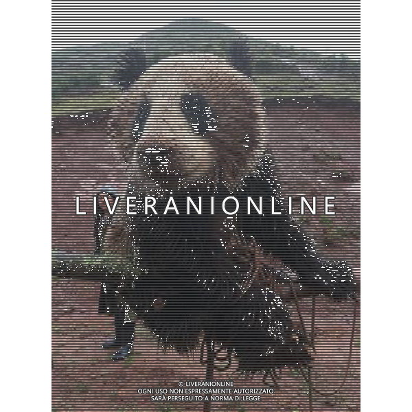 (140509) -- LIANGSHAN, May 9, 2014 () -- Photo taken by a mobile phone on May 8, 2014 shows the wild panda, to be transferred to a nature reserve, in Yimudi Township, southwest China\'s Sichuan Province. A villager in Yimudi Township discovered the wild panda by a bamboo forest near his house on Wednesday. Due to a lack of bamboos for the panda to eat and risk of poachers, the township government decided to move the animal to neighboring Dafengding National Nature Reserve in Meigu County, 170 km away from the town. () (wyo) ©photoshot/AGENZIA ALDO LIVERANI SAS - ITALY ONLY - EDITORIAL USE ONLY