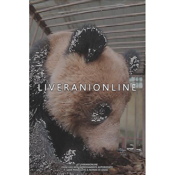 (140509) -- LIANGSHAN, May 9, 2014 () -- The wild panda, discovered in Yimudi Township, is seen at the Dafengding National Nature Reserve in Meigu County, southwest China\'s Sichuan Province, May 9, 2014. A villager in Yimudi Township discovered the wild panda by a bamboo forest near his house on Wednesday. Due to a lack of bamboos for the panda to eat and risk of poachers, the township government decided to move the animal to neighboring Dafengding National Nature Reserve in Meigu County, 170 km away from the town. () (wyo) ©photoshot/AGENZIA ALDO LIVERANI SAS - ITALY ONLY - EDITORIAL USE ONLY