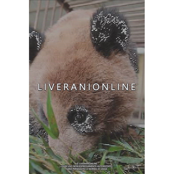 (140509) -- LIANGSHAN, May 9, 2014 () -- The wild panda, discovered in Yimudi Township, eats bamboo leaves at the Dafengding National Nature Reserve in Meigu County, southwest China\'s Sichuan Province, May 9, 2014. A villager in Yimudi Township discovered the wild panda by a bamboo forest near his house on Wednesday. Due to a lack of bamboos for the panda to eat and risk of poachers, the township government decided to move the animal to neighboring Dafengding National Nature Reserve in Meigu County, 170 km away from the town. () (wyo) ©photoshot/AGENZIA ALDO LIVERANI SAS - ITALY ONLY - EDITORIAL USE ONLY