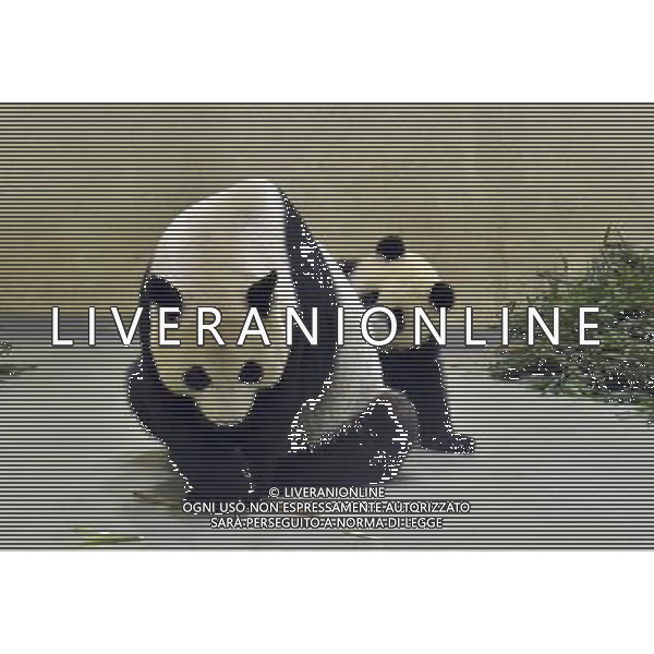 (140509) -- TAIPEI, May 9, 2014 () -- Giant panda cub Yuan Zai (R) plays with her mother Yuan Yuan at Taipei Zoo in Taipei, south China\'s Taiwan, May 8, 2014. (/Taipei Zoo) (wf) ©photoshot/AGENZIA ALDO LIVERANI SAS - ITALY ONLY - EDITORIAL USE ONLY