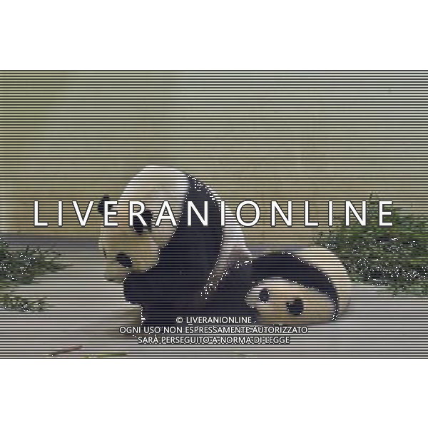 (140509) -- TAIPEI, May 9, 2014 () -- Giant panda cub Yuan Zai (R) plays with her mother Yuan Yuan at Taipei Zoo in Taipei, south China\'s Taiwan, May 8, 2014. (/Taipei Zoo) (wf) ©photoshot/AGENZIA ALDO LIVERANI SAS - ITALY ONLY - EDITORIAL USE ONLY