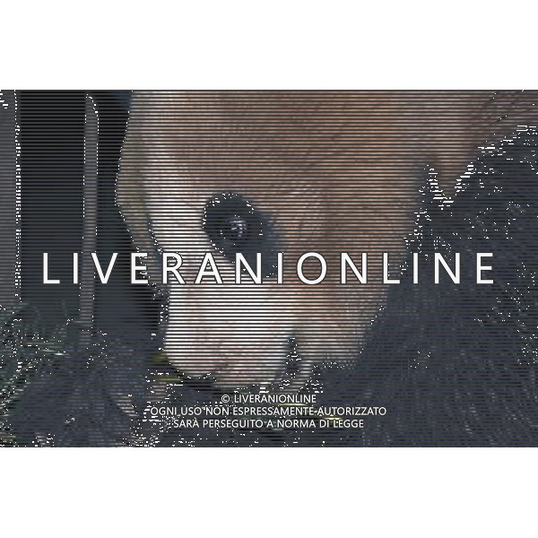 (140510) -- LIANGSHAN, May 10, 2014 () -- The wild panda eats bamboos at the Dafengding National Nature Reserve in Meigu County, southwest China\'s Sichuan Province, May 9, 2014. A villager in Yimudi Township of Sichuan discovered the wild panda by a bamboo forest near his house on Wednesday. Due to a lack of bamboos for the panda to eat and risk of poachers, the township government decided to move the animal to neighboring Dafengding National Nature Reserve in Meigu County, 170 km away from the town. () (wyo) ©photoshot/AGENZIA ALDO LIVERANI SAS - ITALY ONLY - EDITORIAL USE ONLY