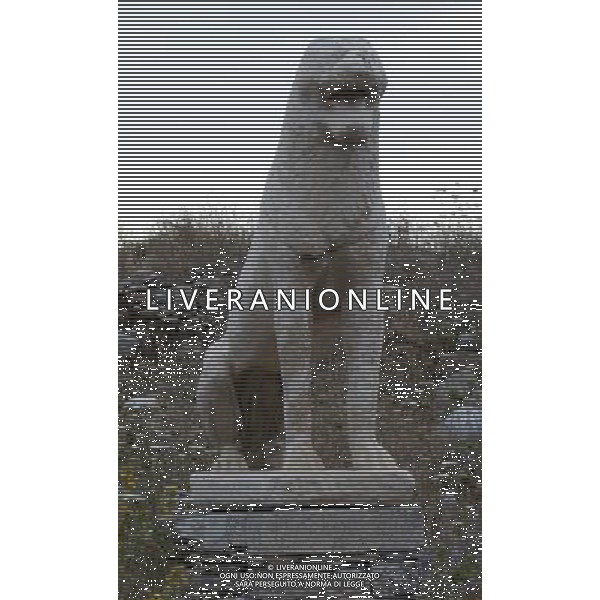 (140529) -- DELOS, May 29, 2014 () -- Photo taken on May 28, 2014 shows a replica of a stone lion (the original is kept in the Archaeological Museum of Delos) on the island of Delos, Greece. According to Greek mythology, Apollo was born on this tiny island in the Cyclades archipelago. Apollo\'s sanctuary attracted pilgrims from all over Greece and Delos was a prosperous trading port. The island bears traces of the succeeding civilizations in the Aegean world, from the 3rd millennium B.C. to the palaeochristian era. The archaeological site is exceptionally extensive and rich and conveys the image of a great cosmopolitan Mediterranean port. (/Liu Yongqiu) ©PHOTOSHOT/Agenzia Aldo Liverani sas - ITALY ONLY - EDITORIAL USE ONLY - Sito archeologico sulla Islanda di Delos, in Grecia nell\'arcipelago delle Cicladi patrimonio mondiale dell\'Unesco