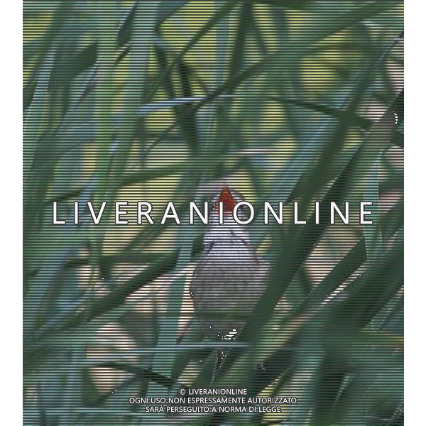 (140604) -- BEIJING, June 4, 2014 () -- A bird sings in the brushwood at Jiangfu Park in Beijing, capital of China, June 3, 2014. (/Wang Xibao) (lfj) Â©photoshot/Agenzia Aldo Liverani sas - ITALY ONLY - EDITORIAL USE ONLY Â©PHOTOSHOT/Agenzia Aldo Liverani Sas - ITALY ONLY - EDITORIAL USE ONLY