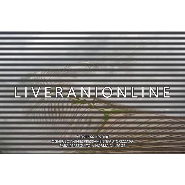 (140608) -- LONGSHENG, June 8, 2014 () -- Fog blankets terraces in Ping\'an Village of Longji Township in Longsheng County, south China\'s Guangxi Zhuang Autonomous Region, June 7, 2014. (/Lu Bo\'an) (lfj) Â©PHOTOSHOT/Agenzia Aldo Liverani sas - ITALY ONLY - EDITORIAL USE ONLY - Le terrazze colptivate coperte di nebbia in Ping\'an Village di Longji Township in Longsheng County, Guangxi Zhuang Regione Autonoma sud della Cina, 7 giugno 2014