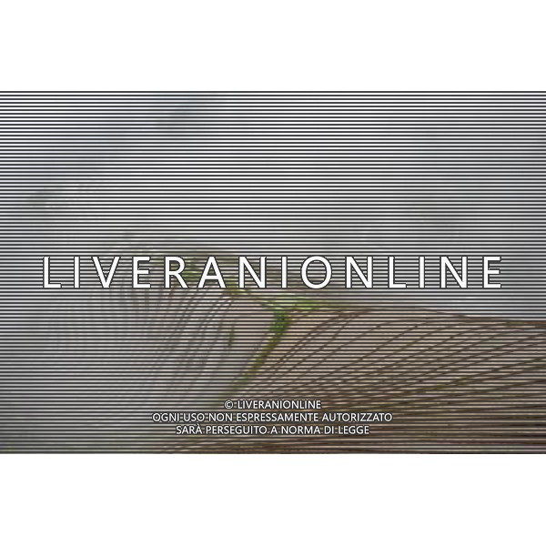 (140608) -- LONGSHENG, June 8, 2014 () -- Fog blankets terraces in Ping\'an Village of Longji Township in Longsheng County, south China\'s Guangxi Zhuang Autonomous Region, June 7, 2014. (/Lu Bo\'an) (lfj) Â©PHOTOSHOT/Agenzia Aldo Liverani sas - ITALY ONLY - EDITORIAL USE ONLY - Le terrazze colptivate coperte di nebbia in Ping\'an Village di Longji Township in Longsheng County, Guangxi Zhuang Regione Autonoma sud della Cina, 7 giugno 2014