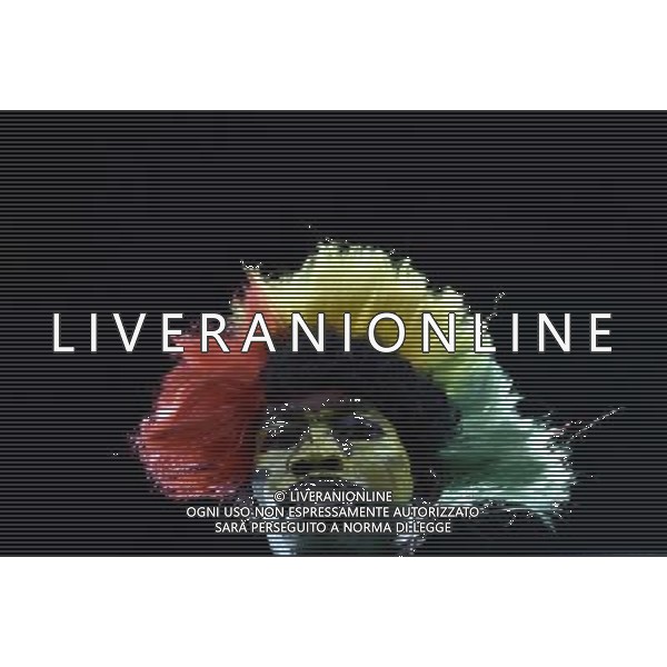 (140616) -- NATAL, June 16, 2014 () -- A Ghana\'s fan poses before a Group G match between Ghana and U.S. of 2014 FIFA World Cup at the Estadio das Dunas Stadium in Natal, Brazil, June 16, 2014. (/Lui Siu Wai)(pcy) AG ALDO LIVERANI SAS ONLY ITALY