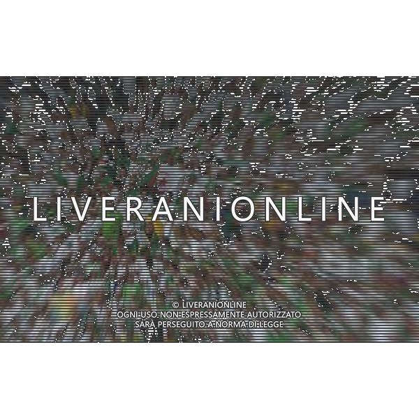 FIFA World Cup Brasile 2014 Gruppo H Belo Horizonte - 17.06.2014 Belgio-Algeria Nella Foto:Tifosi Algeria /Ph.Vitez-Ag. Aldo Liverani