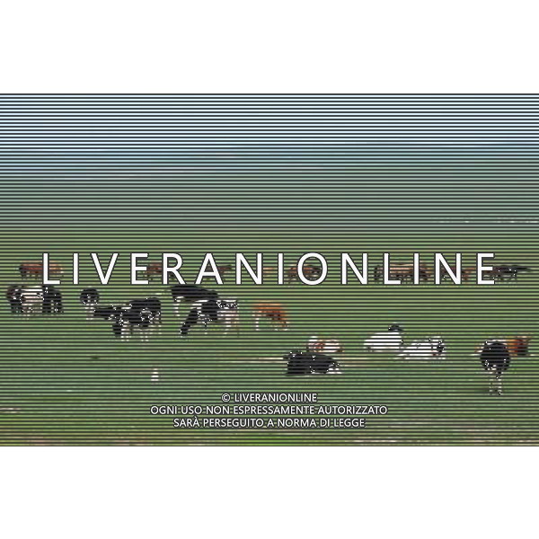 (140617) -- HULUN BUIR, June 17, 2014 () -- The livestock graze on the grassland of Hulun Buir, north China\'s Inner Mongolia Autonomous Region, June 16, 2014. Grass has been flourishing in Hunlun Buir due to sufficient rainfall and warm weather since June. (/Li Yunping) (wf) ©PHOTOSHOT/Agenzia Aldo Liverani sas - ITALY ONLY - EDITORIAL USE ONLY - Veduta delle praterie di Hulun, Regione autonoma della Mongolia Interna a nord della Cina. L\'Erba molto fiorente a causa delle piogge e caldo a giugno 2014