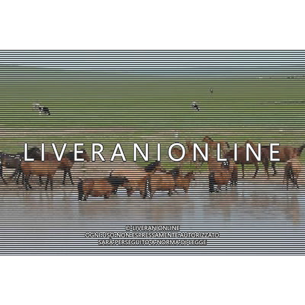 (140617) -- HULUN BUIR, June 17, 2014 () -- Horses drink on the grassland of Hulun Buir, north China\'s Inner Mongolia Autonomous Region, June 16, 2014. Grass has been flourishing in Hunlun Buir due to sufficient rainfall and warm weather since June. (/Li Yunping) (wf) ©PHOTOSHOT/Agenzia Aldo Liverani sas - ITALY ONLY - EDITORIAL USE ONLY - Veduta delle praterie di Hulun, Regione autonoma della Mongolia Interna a nord della Cina. L\'Erba molto fiorente a causa delle piogge e caldo a giugno 2014