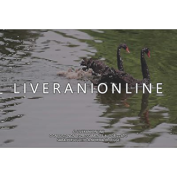 (140620) -- SHENYANG, June 20, 2014 () -- A swan family swim on a lake at Chanbaidao Forestry Park in Shenyang, capital of northeast China\'s Liaoning Province, June 20, 2014. (/Zhang Wenkui) (lfj) ©photoshot/Agenzia Aldo Liverani sas - ITALY ONLY - EDITORIAL USE ONLY - Cigni neri su un lago al Chanbaidao Forestry Park di Shenyang, capitale del nord-est della Cina provincia di Liaoning, 20 giugno, 2014