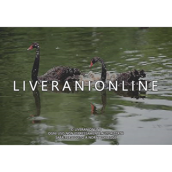 (140620) -- SHENYANG, June 20, 2014 () -- A swan family swim on a lake at Chanbaidao Forestry Park in Shenyang, capital of northeast China\'s Liaoning Province, June 20, 2014. (/Zhang Wenkui) (lfj) ©photoshot/Agenzia Aldo Liverani sas - ITALY ONLY - EDITORIAL USE ONLY - Cigni neri su un lago al Chanbaidao Forestry Park di Shenyang, capitale del nord-est della Cina provincia di Liaoning, 20 giugno, 2014