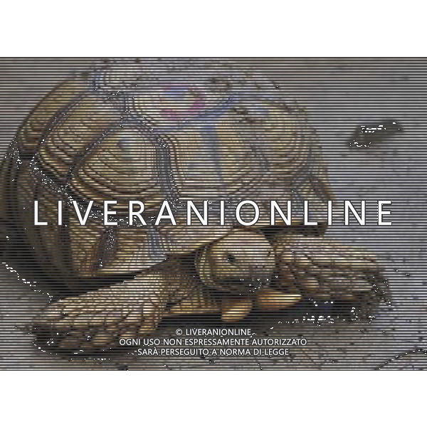 (140712) -- WENCHANG, July 12, 2014 () -- An adult Sulcata tortoise (Centrochelys sulcata) is seen at a cultivation center in Wenchang, south China\'s Hainan Province, July 11, 2014. A chelonian cultivation center in Wenchang has succeeded in hatching over 1,000 Sulcata tortoises. The new hatchlings were given birth to by adults imported from Africa. The sulcata tortoise, which originally lives near the seashores on the southwestern edge of the Sahara desert, is an endangered species on the IUCN Red List. (/Jiang Enyu) (lmm) ©PHOTOSHOT/Agenzia Aldo Liverani sas - ITALY ONLY - EDITORIAL USE ONLY - Centro di allevamento di tartarughe Sulcata (Centrochelys sulcata) a Wenchang, nel sud della Cina provincia di Hainan , 11 luglio 2014, importata dall\'Africa, la tartaruga sulcata, che vive in origine nel deserto del Sahara, e\' una specie in via di estinzione nella Lista Rossa IUCN.