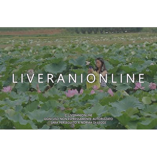 (140713) -- BINYANG, July 13, 2014 () -- A visitor takes photo of lotus flowers in Litang Town under Binyang County, south China\'s Guangxi Zhuang Autonomous Region, July 13, 2014. (/Lu Boan) (mp) ©PHOTOSHOT/Agenzia Aldo Liverani sas - ITALY ONLY - EDITORIAL USE ONLY - FIORI DI LOTO