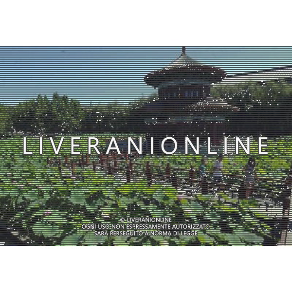 (140713) -- SHIJIAZHUANG, July 13, 2014 () -- Tourists view lotus flowers in Xianghe County, north China\'s Hebei Province, July 13, 2014. (/Li Xiaoguo) (ry) ©PHOTOSHOT/Agenzia Aldo Liverani sas - ITALY ONLY - EDITORIAL USE ONLY - FIORI DI LOTO