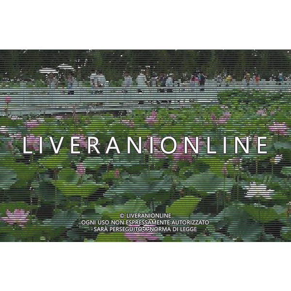 (140713) -- LUOYANG, July 13, 2014 () -- Tourists view lotus flowers in Luoyang City, central China\'s Henan Province, July 12, 2014. (/Wang Song) (ry) ©PHOTOSHOT/Agenzia Aldo Liverani sas - ITALY ONLY - EDITORIAL USE ONLY - FIORI DI LOTO