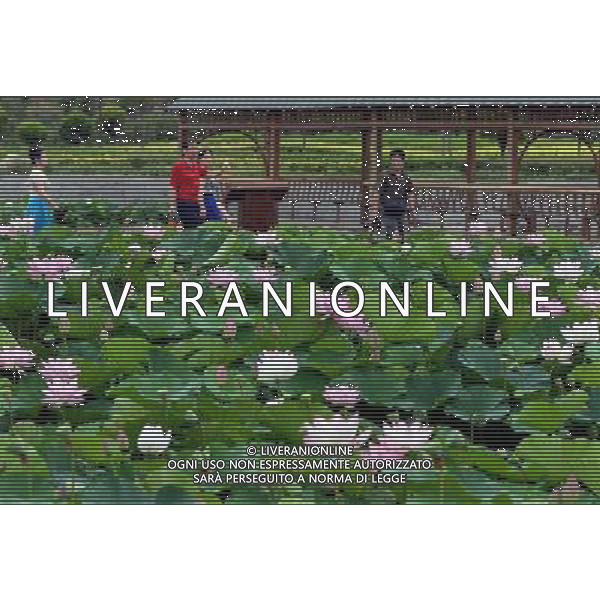 (140713) -- LUOYANG, July 13, 2014 () -- Tourists view lotus flowers in Luoyang City, central China\'s Henan Province, July 12, 2014. (/Wang Song) (ry) ©PHOTOSHOT/Agenzia Aldo Liverani sas - ITALY ONLY - EDITORIAL USE ONLY - FIORI DI LOTO