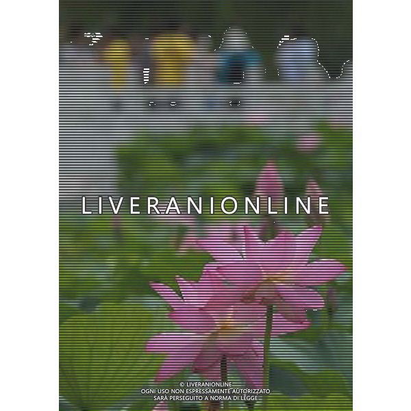 (140713) -- LUOYANG, July 13, 2014 () -- Tourists view lotus flowers in Luoyang City, central China\'s Henan Province, July 12, 2014. (/Wang Song) (ry) ©PHOTOSHOT/Agenzia Aldo Liverani sas - ITALY ONLY - EDITORIAL USE ONLY - FIORI DI LOTO