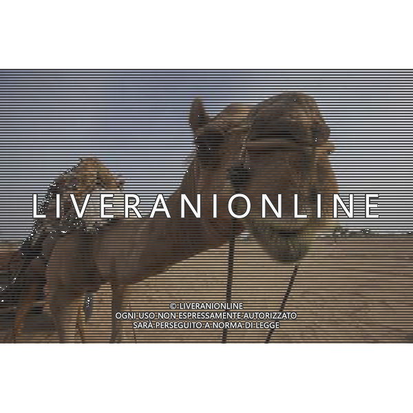 (140716) -- RAJASTHAN, July 16, 2014 () -- A camel prepares to pull the cart in a village near Bikaner, Rajasthan of India, July 15, 2014. Bikaner locates in the dry valley of the Thar desert and has a hot desert climate, which makes camels play an important role in the life of local villagers. The city also has India\'s largest camel research centre. (/Zheng Huansong) (zjy) ©PHOTOSHOT/Agenzia Aldo Liverani sas - ITALY ONLY - EDITORIAL USE ONLY - Cammelli nella citta\' di Bikaner, Rajasthan India, 13 luglio 2014 che svolgono un ruolo importante nella vita degli abitanti del villaggio locale per la loro resistenza al clima caldo del deserto
