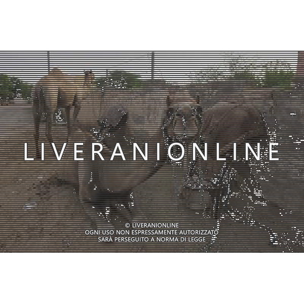 (140716) -- RAJASTHAN, July 16, 2014 () -- Camels rest before working in Bikaner, Rajasthan of India, July 15, 2014. Bikaner locates in the dry valley of the Thar desert and has a hot desert climate, which makes camels play an important role in the life of local villagers. The city also has India\'s largest camel research centre. (/Zheng Huansong) (zjy) ©PHOTOSHOT/Agenzia Aldo Liverani sas - ITALY ONLY - EDITORIAL USE ONLY - Cammelli nella citta\' di Bikaner, Rajasthan India, 13 luglio 2014 che svolgono un ruolo importante nella vita degli abitanti del villaggio locale per la loro resistenza al clima caldo del deserto
