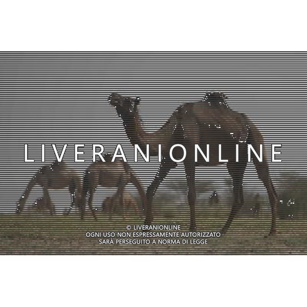 (140716) -- RAJASTHAN, July 16, 2014 () -- Camels graze at the National Research Center on Camel in Bikaner, Rajasthan of India, July 13, 2014. Bikaner locates in the dry valley of the Thar desert and has a hot desert climate, which makes camels play an important role in the life of local villagers. The city also has India\'s largest camel research centre. (/Zheng Huansong) (zjy) ©PHOTOSHOT/Agenzia Aldo Liverani sas - ITALY ONLY - EDITORIAL USE ONLY - Cammelli nella citta\' di Bikaner, Rajasthan India, 13 luglio 2014 che svolgono un ruolo importante nella vita degli abitanti del villaggio locale per la loro resistenza al clima caldo del deserto