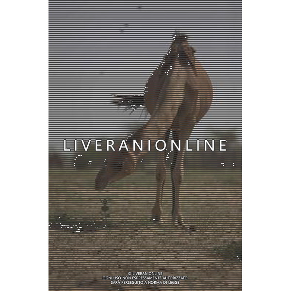 (140716) -- RAJASTHAN, July 16, 2014 () -- A camel grazes at the National Research Center on Camel in Bikaner, Rajasthan of India, July 13, 2014. Bikaner locates in the dry valley of the Thar desert and has a hot desert climate, which makes camels play an important role in the life of local villagers. The city also has India\'s largest camel research centre. (/Zheng Huansong) (zjy) ©PHOTOSHOT/Agenzia Aldo Liverani sas - ITALY ONLY - EDITORIAL USE ONLY - Cammelli nella citta\' di Bikaner, Rajasthan India, 13 luglio 2014 che svolgono un ruolo importante nella vita degli abitanti del villaggio locale per la loro resistenza al clima caldo del deserto