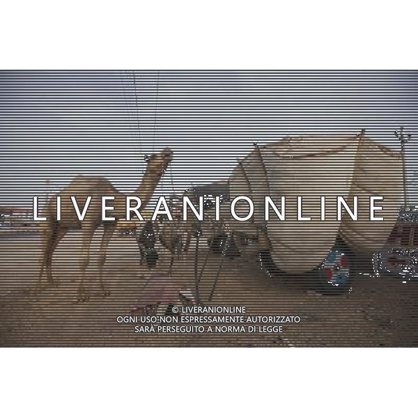 (140716) -- RAJASTHAN, July 16, 2014 () -- A camel rests before working in Bikaner, Rajasthan of India, July 15, 2014. Bikaner locates in the dry valley of the Thar desert and has a hot desert climate, which makes camels play an important role in the life of local villagers. The city also has India\'s largest camel research centre. (/Zheng Huansong) (zjy) ©PHOTOSHOT/Agenzia Aldo Liverani sas - ITALY ONLY - EDITORIAL USE ONLY - Cammelli nella citta\' di Bikaner, Rajasthan India, 13 luglio 2014 che svolgono un ruolo importante nella vita degli abitanti del villaggio locale per la loro resistenza al clima caldo del deserto