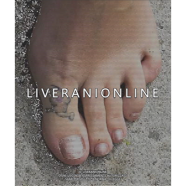 THE CAMEL TOE TATTOO ON THE FOOT OF TORI NAISMITH IN MEMORY OF HER DEAD BROTHER OLLIE NAISMITH THAT SHE PROUDLY SHOWED THE THE PRINCE OF WALES DURING HIS VISIT TO LOOE, CORNWALL PICTURE ©photoshot/Agenzia Aldo Liverani sas - ITALY ONLY - EDITORIAL USE ONLY - REALI INGLESI: Il Principe Carlo d\'inghilterra con la moglie Camilla duchessa di Cornovaglia, ha visitato il mercato di via Looe