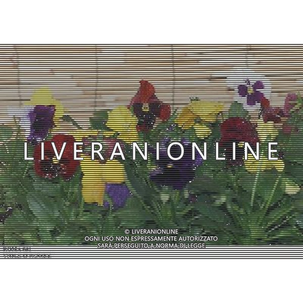 ROMA, 23-11-2000 SERVIZIO LUIGI CARCONE PER IL SETTIMANALE STOP, RIPRESE VARI FIORI INVERNALI FIORI E PIANTE AGENZIA ALDO LIVERANI