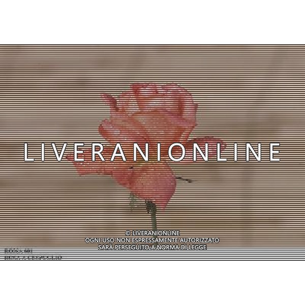 ROMA, 23-11-2000 SERVIZIO LUIGI CARCONE PER IL SETTIMANALE STOP, RIPRESE VARI FIORI INVERNALI FIORI E PIANTE AGENZIA ALDO LIVERANI