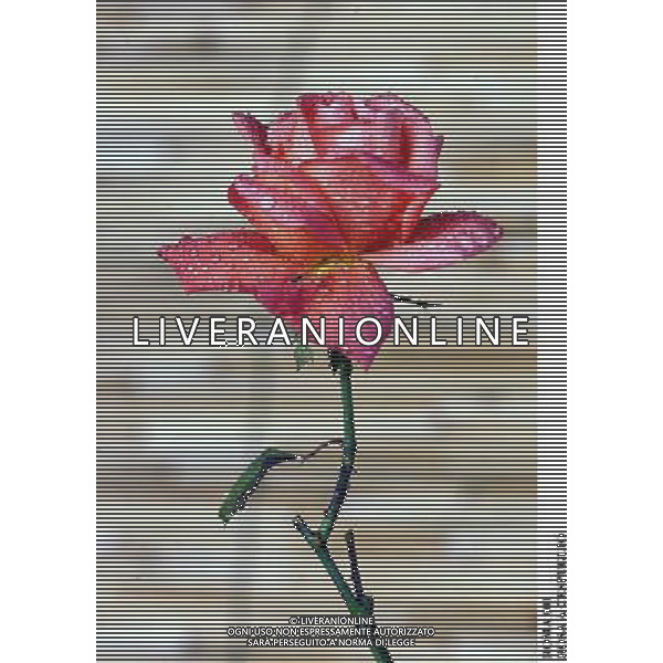 ROMA, 23-11-2000 SERVIZIO LUIGI CARCONE PER IL SETTIMANALE STOP, RIPRESE VARI FIORI INVERNALI FIORI E PIANTE AGENZIA ALDO LIVERANI