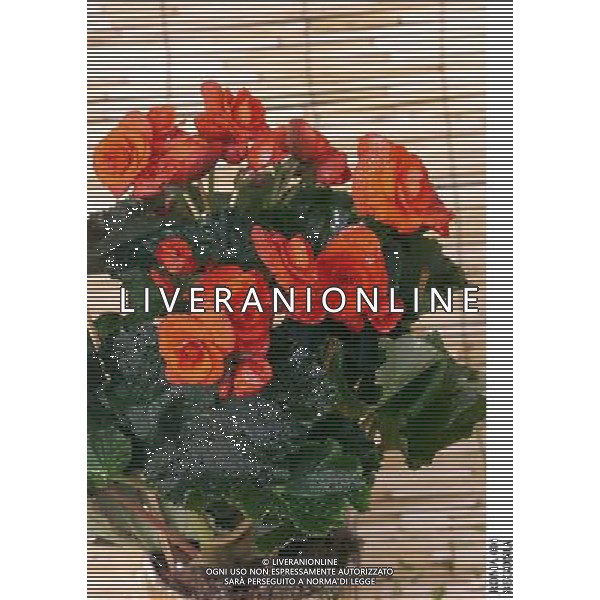ROMA, 23-11-2000 SERVIZIO LUIGI CARCONE PER IL SETTIMANALE STOP, RIPRESE VARI FIORI INVERNALI FIORI E PIANTE AGENZIA ALDO LIVERANI