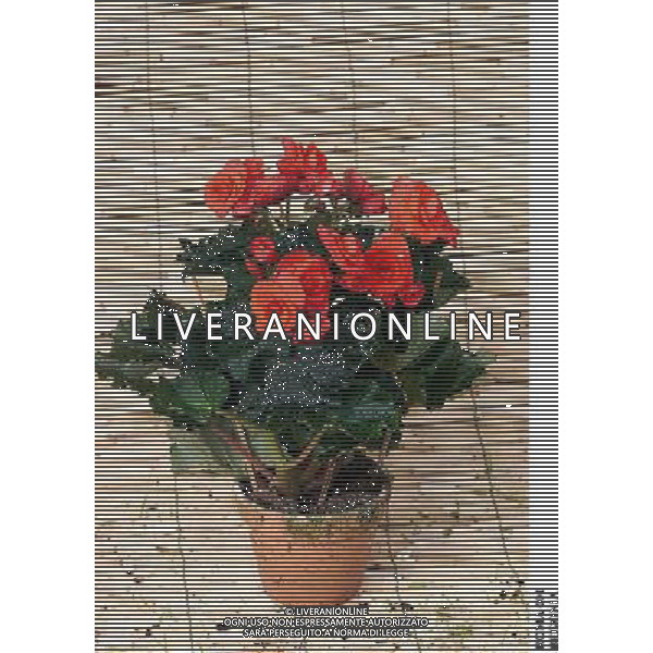 ROMA, 23-11-2000 SERVIZIO LUIGI CARCONE PER IL SETTIMANALE STOP, RIPRESE VARI FIORI INVERNALI FIORI E PIANTE AGENZIA ALDO LIVERANI