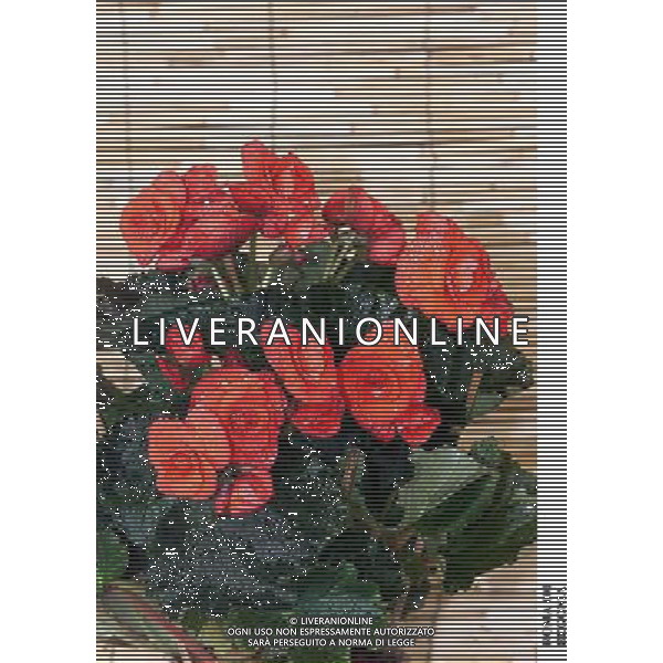 ROMA, 23-11-2000 SERVIZIO LUIGI CARCONE PER IL SETTIMANALE STOP, RIPRESE VARI FIORI INVERNALI FIORI E PIANTE AGENZIA ALDO LIVERANI
